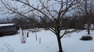Сад зимой. ч.1.   ГРУША НИКА