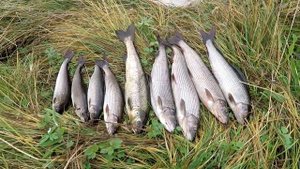 #Трофей#Хариус#Осень#Погода Ведром ловим хариуса.