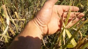 29.08.2019. NO-TILL чумиза пайза могар корм для попугаев и грызунов