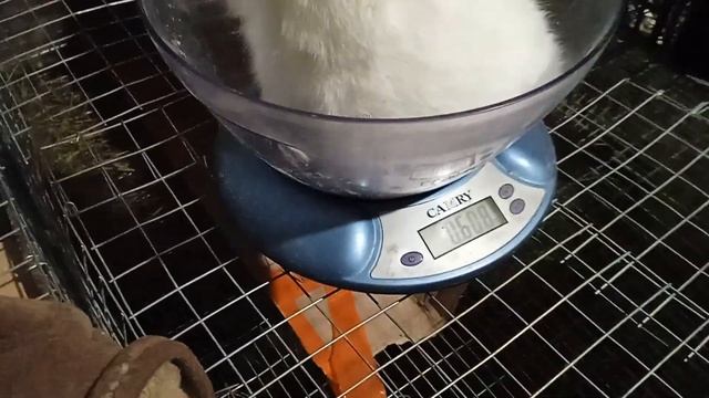 Вес кроликов в 21 день смотреть онлайн