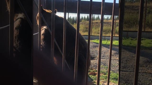 Путешествие Свердловская область Урал отдых выходные сафари-парк Аркуда смотреть онлайн