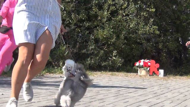 84 БЭСТ тоев. Моно пуделей. Челябинск 28.08.2022. смотреть онлайн