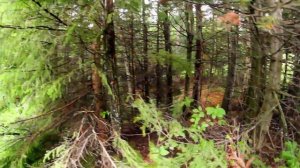 Самый большой муравейник в России!