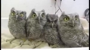 ЗАБАВНЫЕ СОВЫ