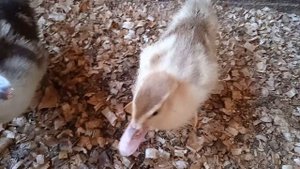 Утка на необычных яйцах. Как оставить утку на второй срок высиживания.