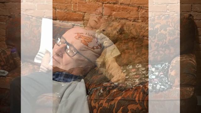 Даже пушистые хулиганы рядом с ним становятся кроткими и нежными, ведь он-кошачий дедуля! смотреть онлайн