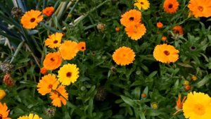 Декоративный сад