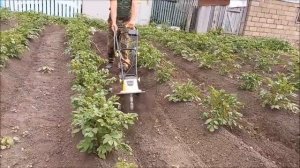 Прополка и культивация междурядий картофеля Электрическим культиватором YT5601?