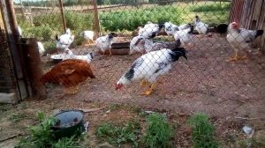 Минусы цветных бройлеров!Больше никогда их не куплю!!!