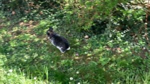 Кролики Зайчики прыгают по Поляне (Bunnies Rabbits on the grass)