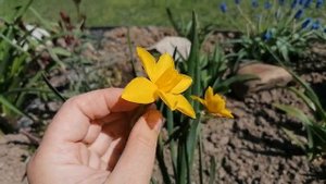 Нарцисс сорта "Свиттнесс" (Sweetness). Видеопортрет растения. май 2022.