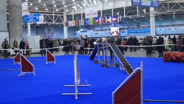 7.12.14 Аджилити А-1 Коновальчук Ирина кокер спаниель