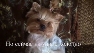 Йоркширский терьер. Самые смешные собаки. Йорки.