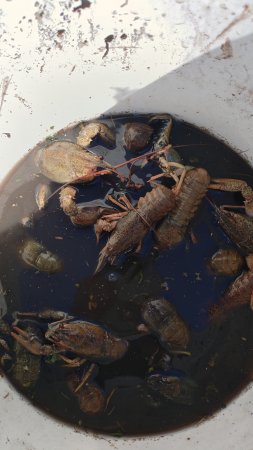 МЫ ЛОВИЛИ РАКОВ 🦞3 ЧАСТЬ