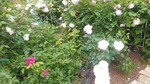 ?БЕЛЫЕ РОЗЫ 10 сортов??с названиями в моём саду.