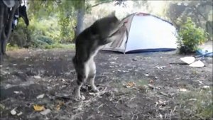 Парус на надувной байдарке "Викинг 4.7", или під вітрилом на байдарці.