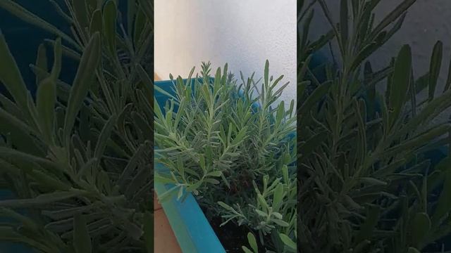 Лаванда на балконе, Lavanda#shorts смотреть онлайн