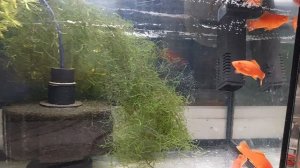 Меченосец рубин. #Меченосецрубин #Живородка #ЭКЗОМЕНЮ