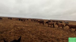 Лекарство от поноса для жеребёнка Зайсана помогло сразу.| Табунное коневодство