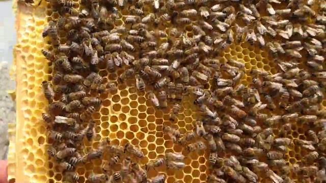 Первое расширение гнезда пчел. Второй осмотр весной.