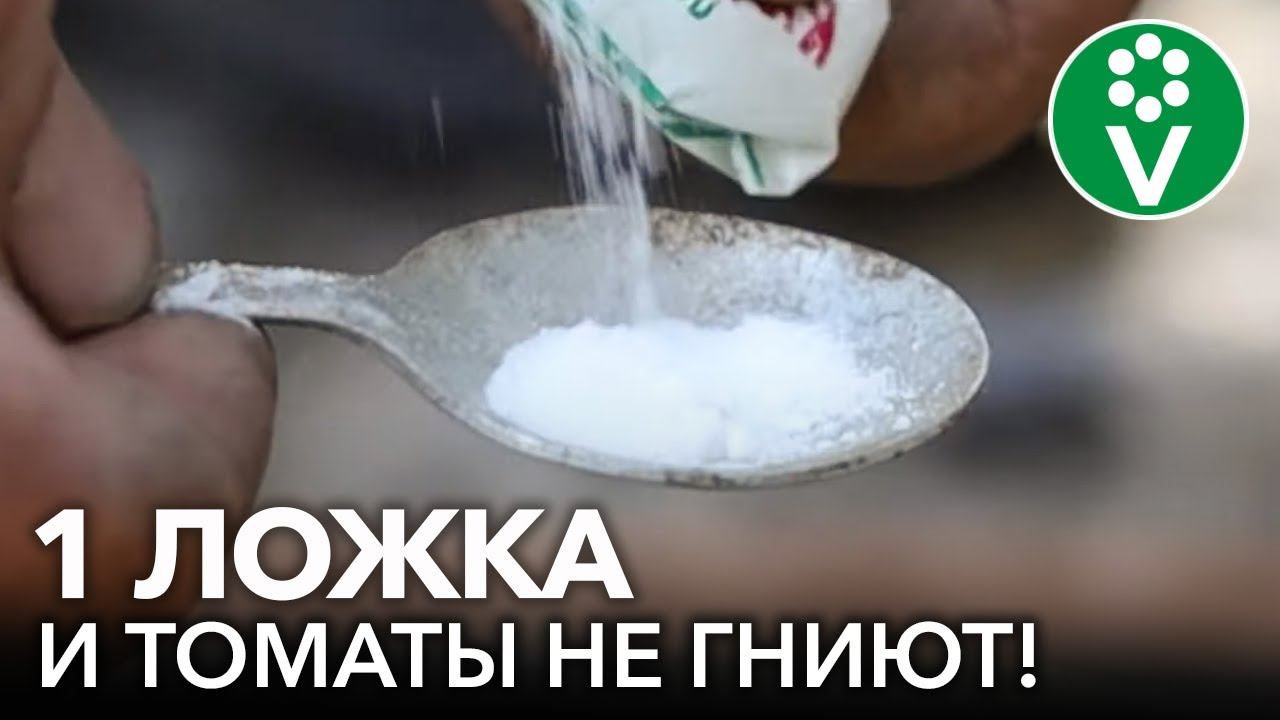 ПОСЛЕ ЭТОГО ВЕРШИННОЙ ГНИЛИ НА ТОМАТАХ НЕ БУДЕТ! Чем подкормить томаты, чтобы они не гнили?