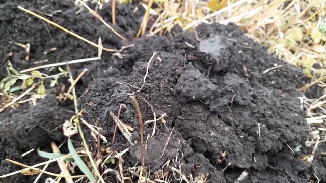 Дороги грязные, а копать хочется. Монетки попадаются на выбитом месте. смотреть онлайн