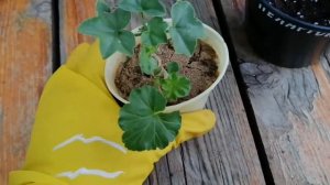 Укоренение, черенкование(размножение) розебудной и плющелистной пеларгонии(герани)?♥️?