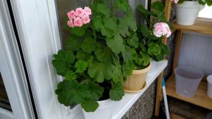 Первое цветение пеларгонии Grainger's Antique Rose