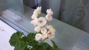 Шикарная тюльпановидная пеларгония! Цветет Marbacka Tulpan