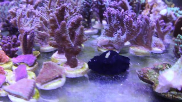 "Монтипоры - Акропоры" смотреть онлайн