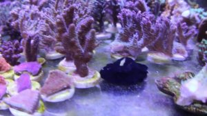 "Монтипоры - Акропоры"