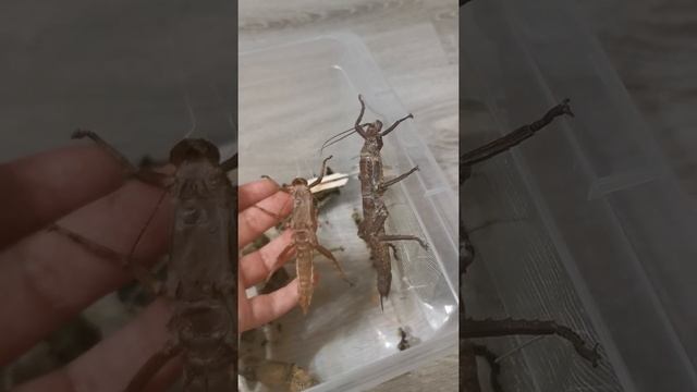 Новогвинейский палочник. Что с ним стало.
