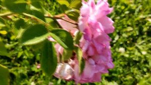 Роза с суперсвойствами Хоуп оф Хьюманити. Hope of Humanity Rose.