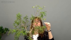 Бонсай из взрослого фикуса Бенджамина (ч.3).