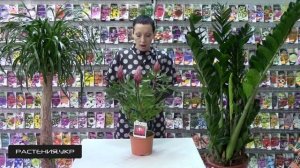 ПРОТЕЯ - Экзотическое и редкое растение / цветы комнатные