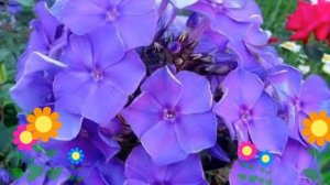 Флокс метельчатый Blue Paradise. Краткий обзор, описание характеристик, где купить рассада