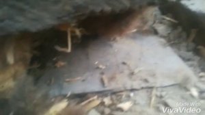Закладные монеты в старых домах
