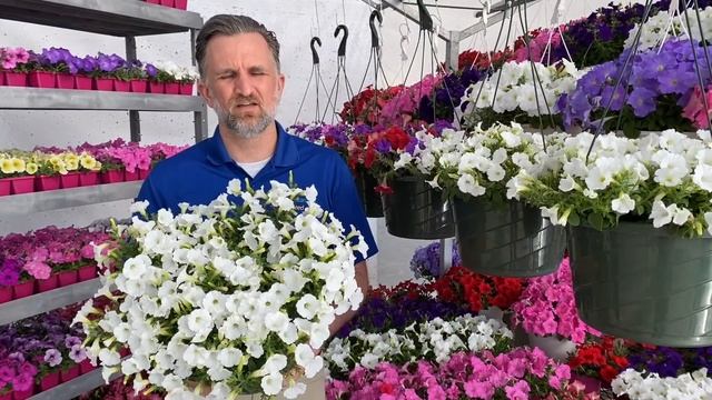 NEW Shock Wave White Spreading Petunia смотреть онлайн