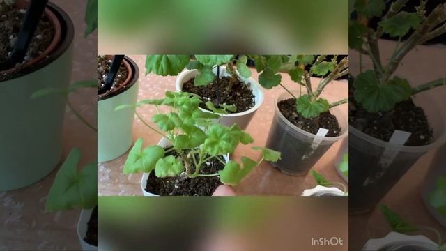 Когда нужно пересаживать пеларгонии. смотреть онлайн