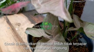 Syngonium Neon Robusta