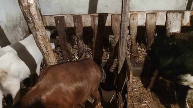 який кальцій даю козам і з чим . смотреть онлайн