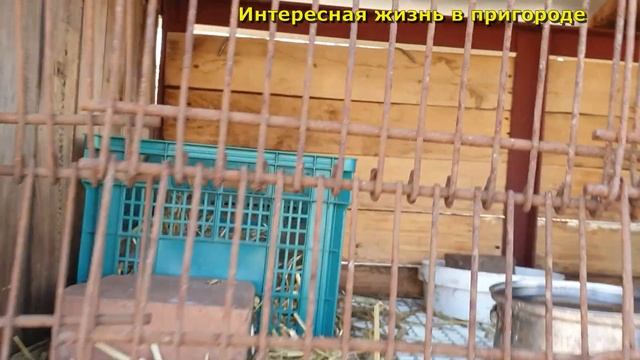 Бассейн для уток/Крольчата/Уборка в "БарбиДомике"/Открытие сезона/Влог