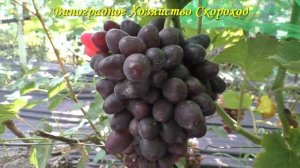 Виноград 2022. Эмир