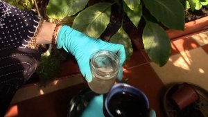 ШЕФЛЕРА! Вы купили растение у бабушки!  Важно сделать ..