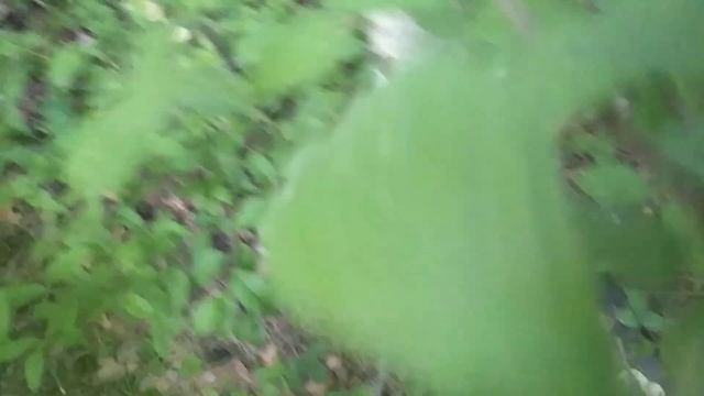 Грибы рядовка майская смотреть онлайн