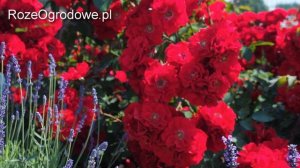 Róża parkowa 'ROTER KORSAR'®