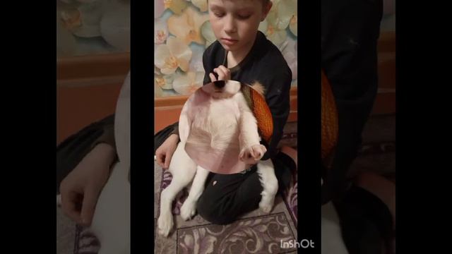 История Хайди