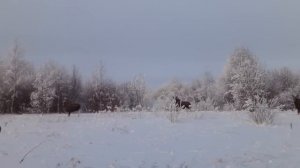 Охота на лося