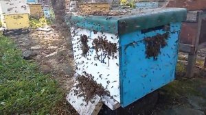 НАПАД ПЧЕЛ НА УЛЕЙ!