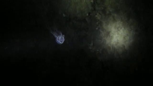 Qualle bei Nacht (Elba), Canon Powershot D10 смотреть онлайн